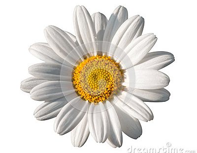 Söndagsmiddag
